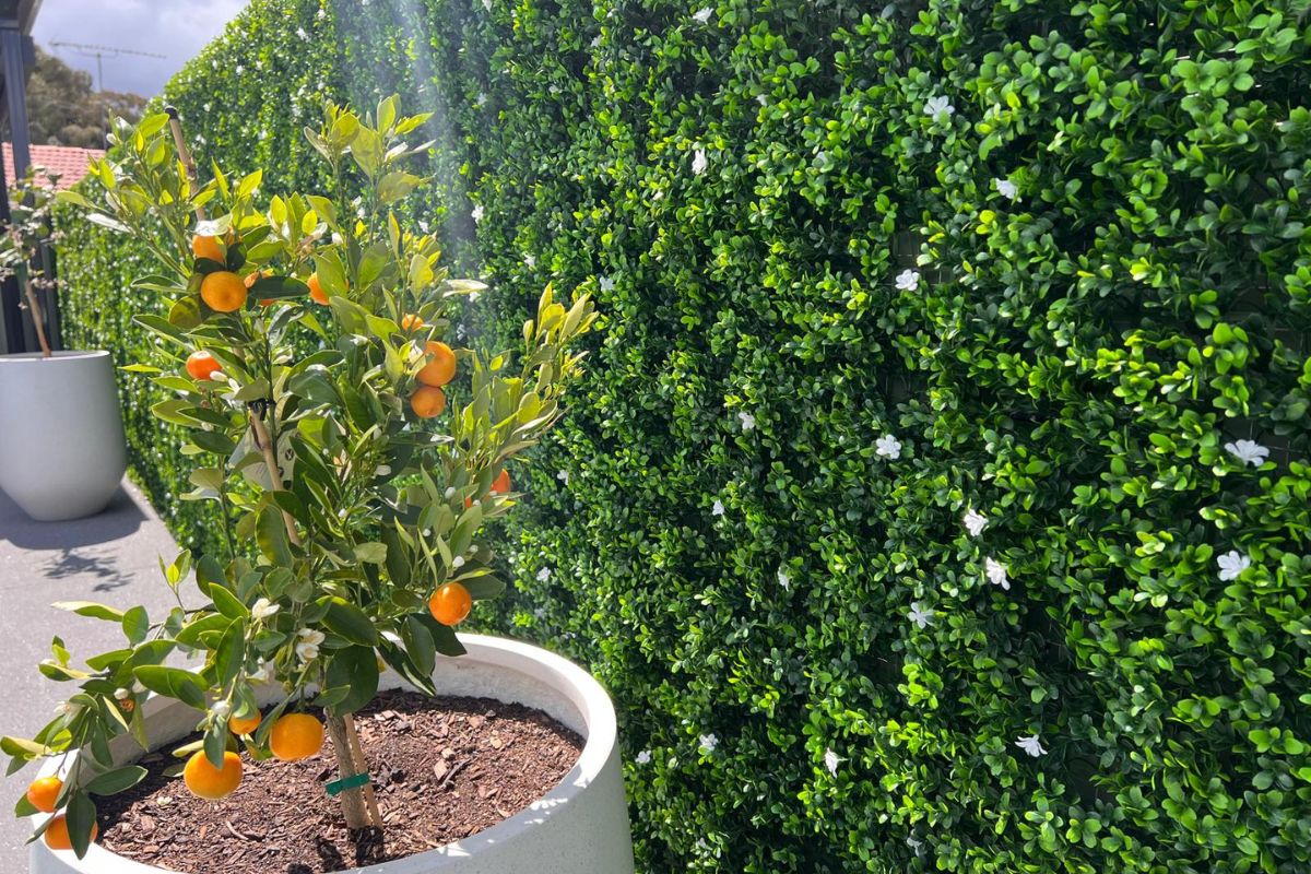 From Flat to Fabulous - A Poolside Hedge Makeover