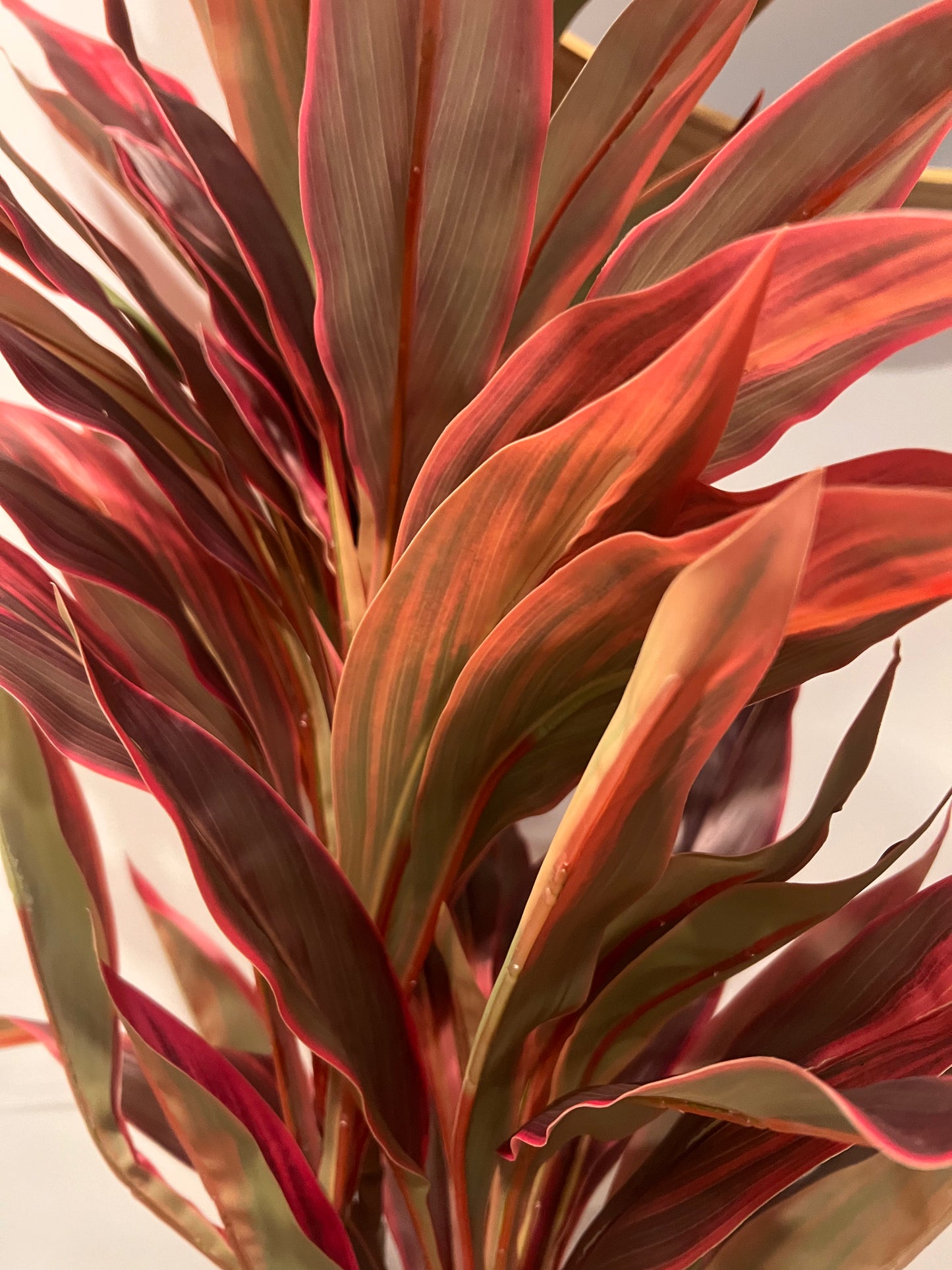 dracaena red leaves Artificial Dracaena Plant – Red Leaves – The Foliage Edit