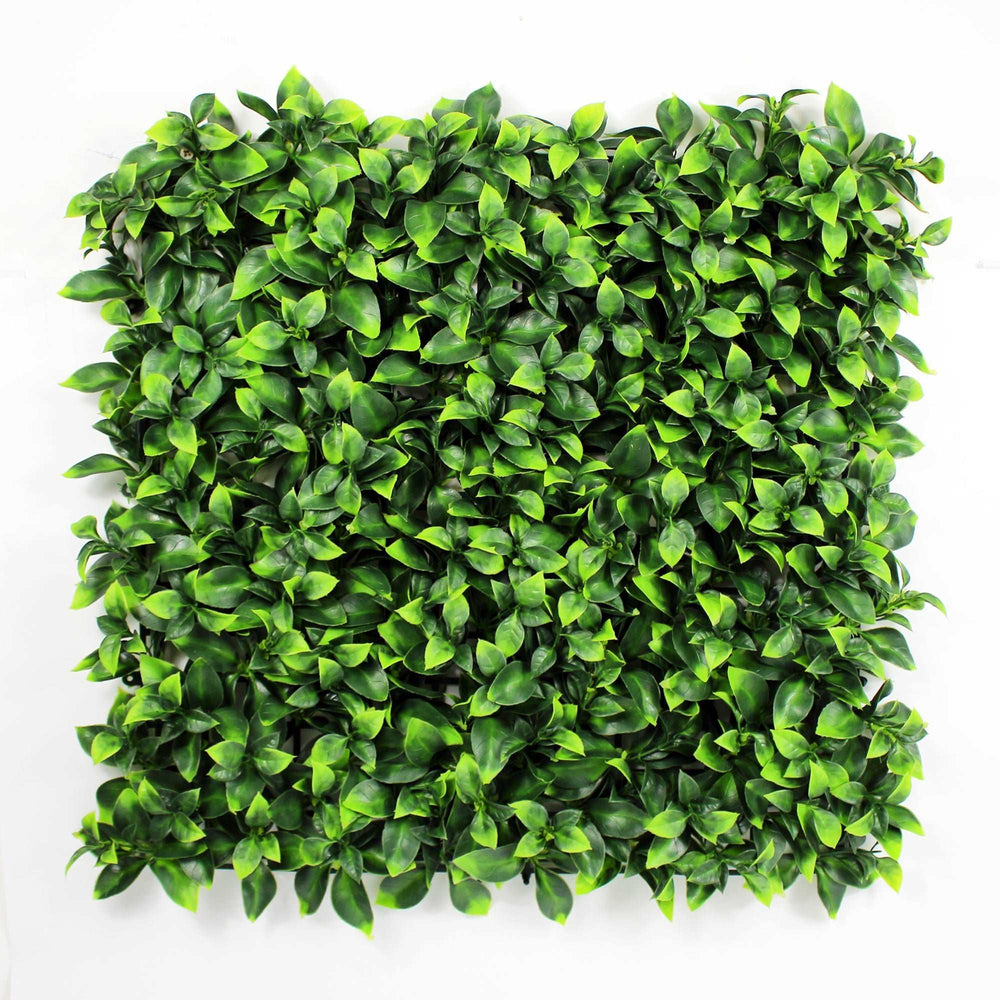 Pittosporum Hedge 1m x 1m